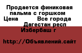 Продается финиковая пальма с горшком › Цена ­ 600 - Все города  »    . Дагестан респ.,Избербаш г.